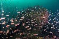 A Great Day on the Hogan