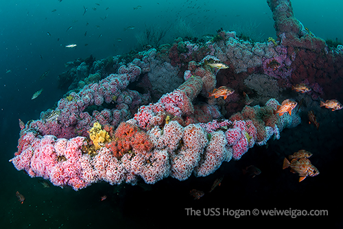 The wreck of USS Hogan
