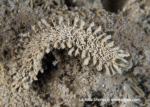A Flabelliderma papillosa at the shores.