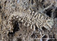 La Jolla Shores Night Dive