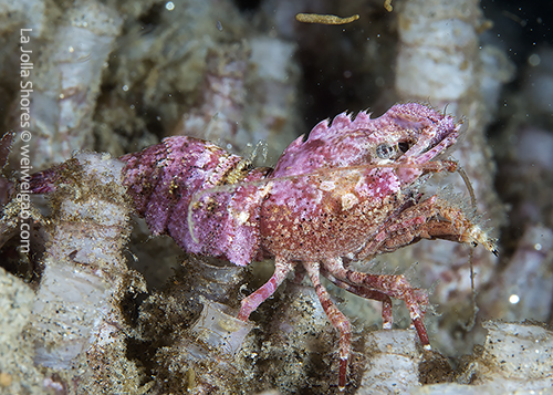 I saw the same shrimp again on the north of the point.