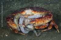 A Night Dive at the Shores