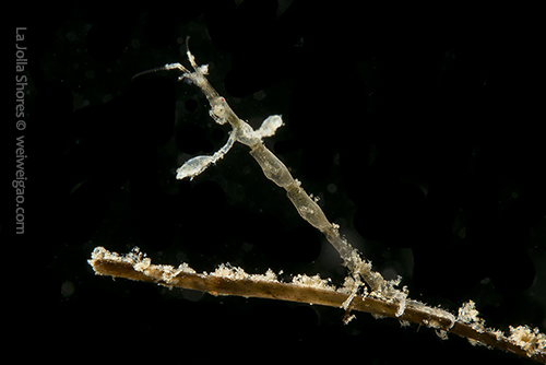 A skeleton shrimp at the shores.