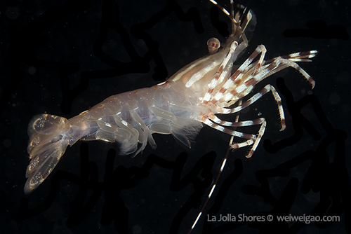 A cleaning shrimp at the south wall.