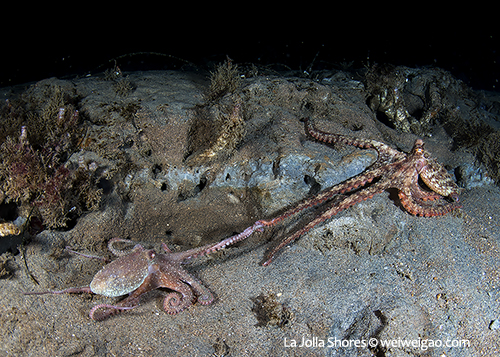A pair of octopuses mating