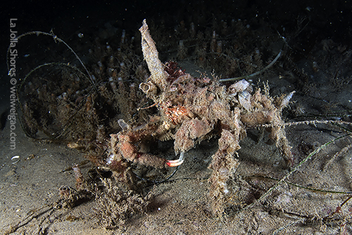 A decorator crab at the shores.