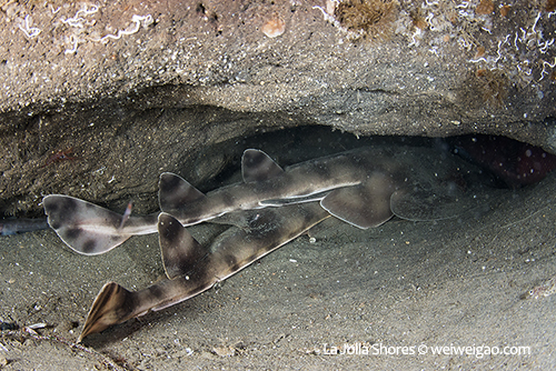 A pair of large guitar fish in the crevice at the shores.