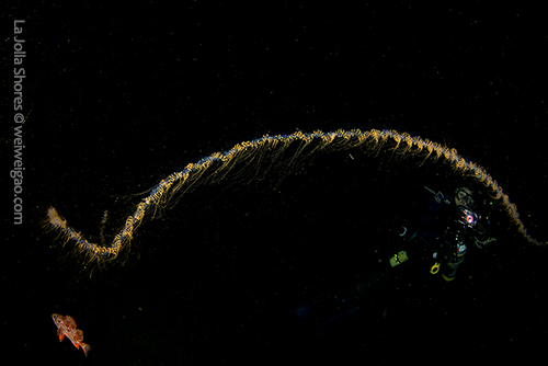 The siphonophore we enountered at the shores