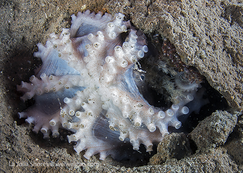 I came across this octo-mom at the shores.