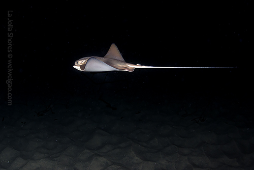 A young bat ray gliding smoothly in the shallow