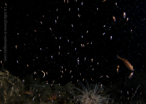 Many baby octopuses were attracted to my light.