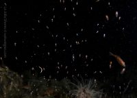 A Beautiful Night at La Jolla Shores