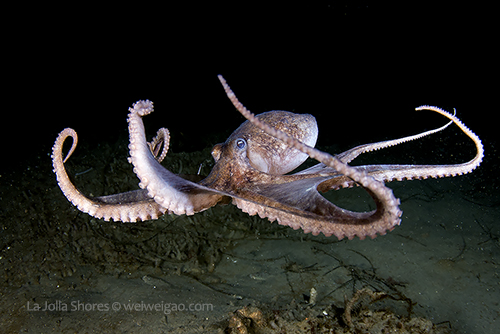 A large octo swimming and jump on the canyon ledges