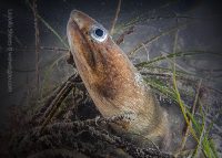 Snake Eel Encounter At The Shores