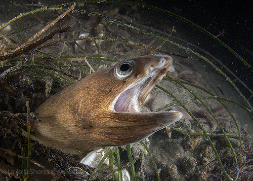 A yellow snake eel at the shores