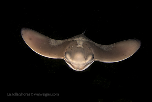 A baby bat ray swimming in the shallow