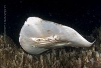 La Jolla Shores Night Dive