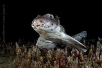 Another Dive At The Canyon