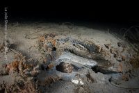 Night Dive at the Shores