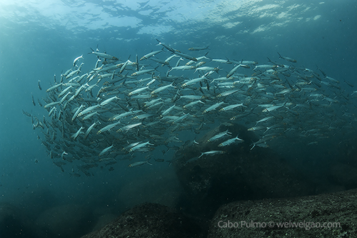 Schooling fish at the sealion colony