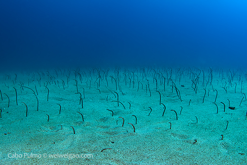 A field of garden eels at El Vencedor