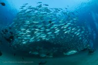 Cabo Pulmo Adventure Day 3