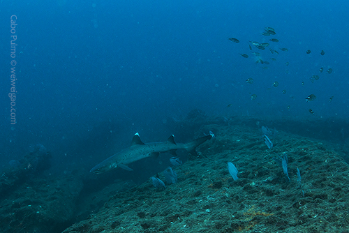 My first encounter of a white-tip at El Cantil 