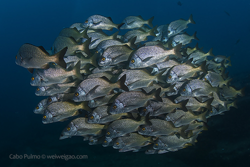 A school of grunts at El Cantil