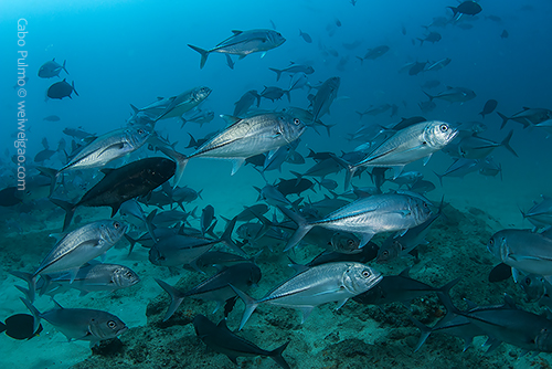 The feeding frenzy of jack