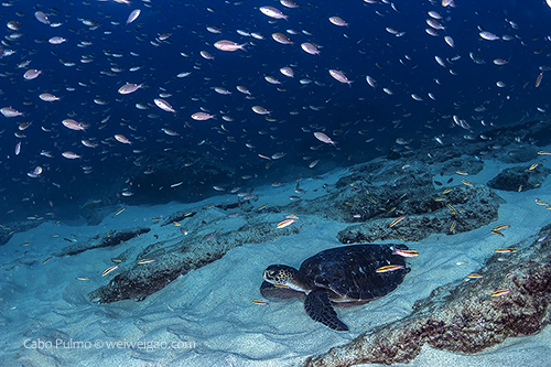 A green sea turtle at Los Morros