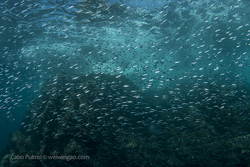 Sardins at El Isolote