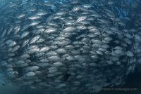 Cabo Pulmo Adventure Day 5