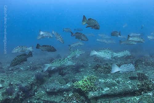 A feeding ground of leopard groupers