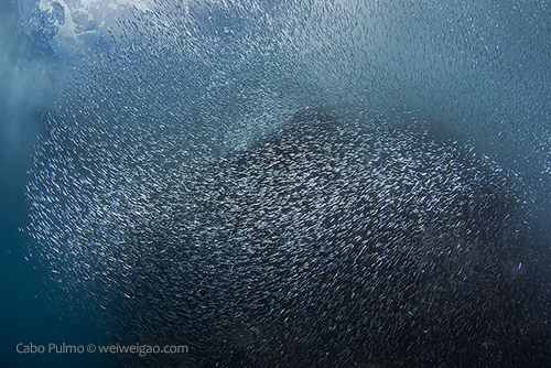 The sardines at El Islote