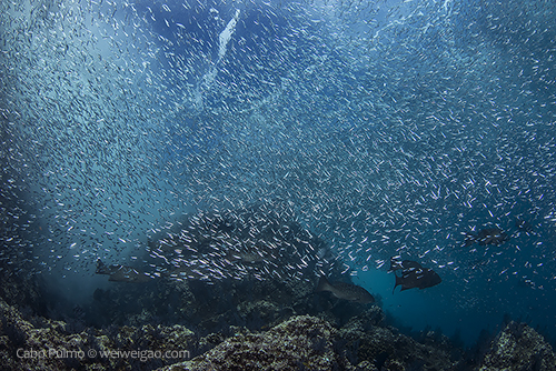 Schooling sardines at El Islote with the pinnacle on the background