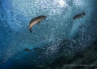 Cabo Pulmo Adventure Day 7