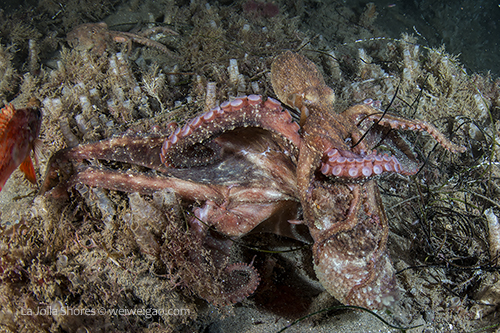 The mating seemed like a bloody fight