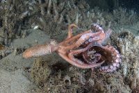 The Mating Ritual of Octopuses