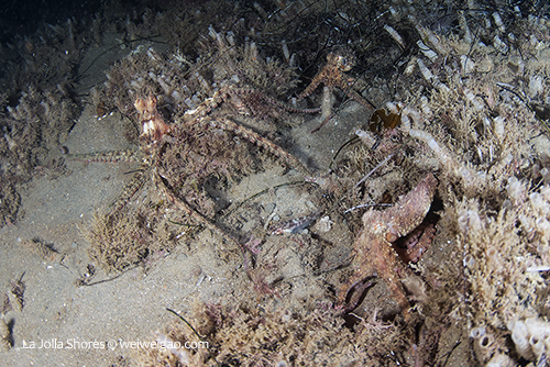 The mating ritual of the octopuses is about to start