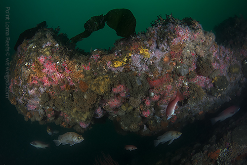 Point Loma Reefs