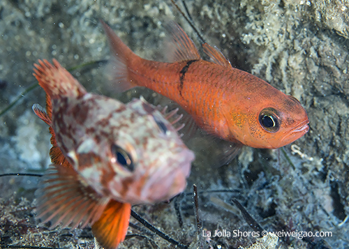 A pink cardinal fish at the canyon