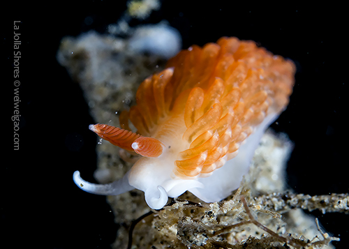 An Anteaeolidiella oliviae at the shores