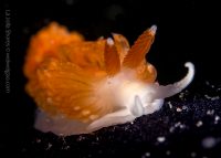 Night Dive at the Shores