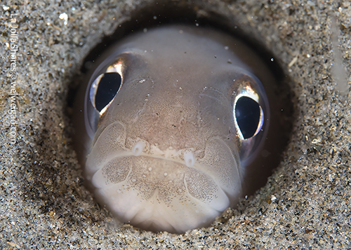 A snake eel on the sandy shallow at the shores