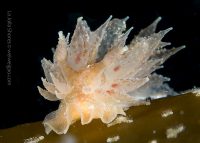 A Night Dive at the Shores