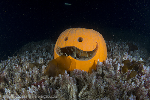 A carved pumkin at the V point