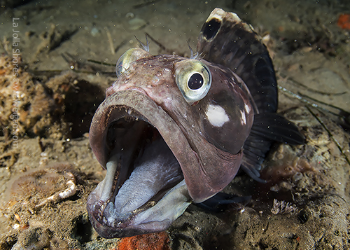 A playful sarcastic fringehead near the secret gardern