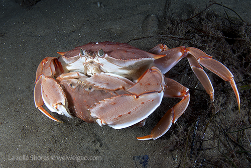 A mating pair of armed box crabs.