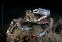 Another Venture at the Shores