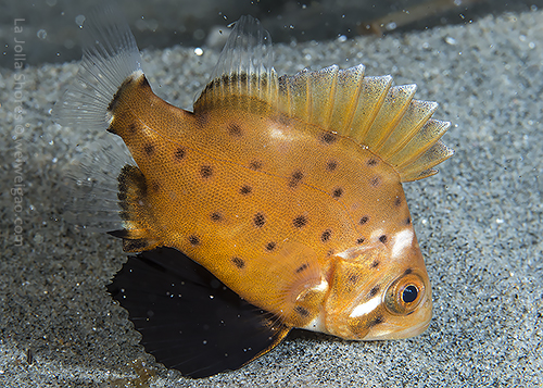 A baby giant sea bass at the shores.